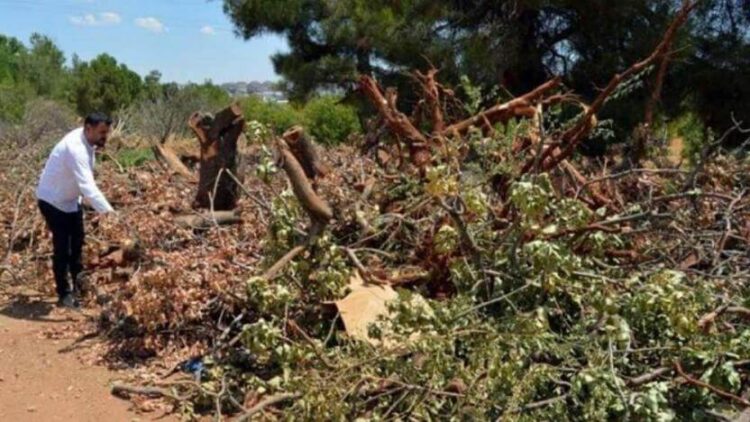 Üniversitede gece yarısı ağaç katliamı