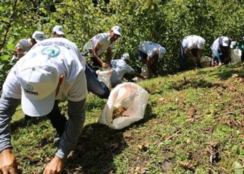 Karadeniz’e fındık göçü başladı; vakalar artışa geçti