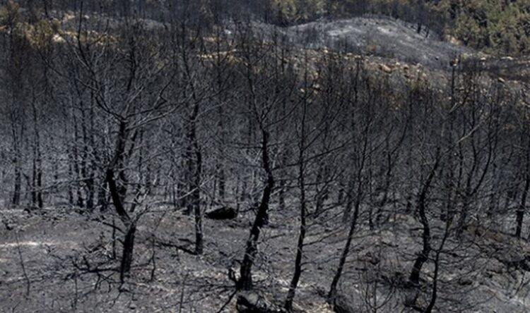 ‘Yanan ormanlar 3 yöntemle ağaçlandırılacak’