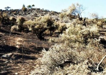 Zeytinlik alanı kundaklayan üç kişi tutuklandı