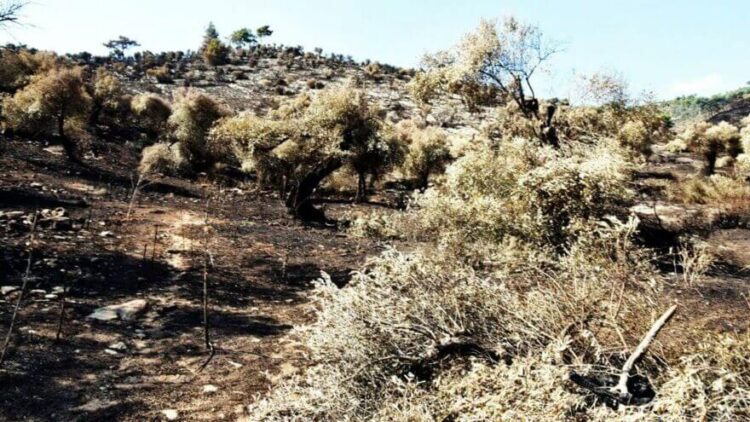 Zeytinlik alanı kundaklayan üç kişi tutuklandı