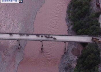 Meşhur Asya filleri eve döndü