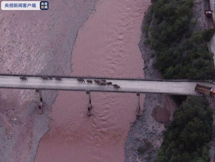 Meşhur Asya filleri eve döndü