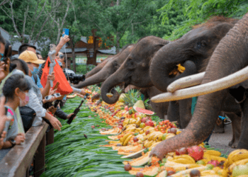 Asya fillerine bayram ziyafeti