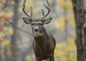 Beyaz kuyruklu geyikler Covid oldu