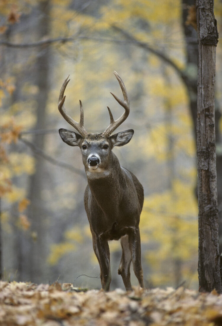Beyaz kuyruklu geyikler Covid oldu