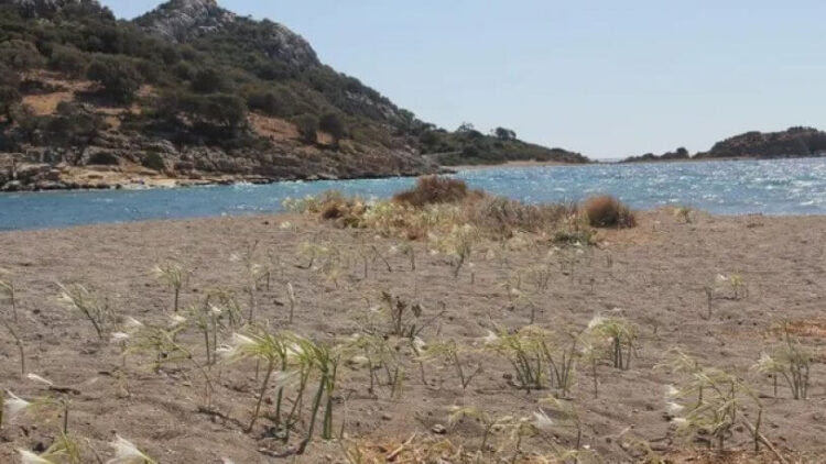 Dikkat! Bu çiçeği koparmanın cezası 80 bin lira