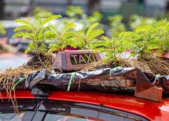 Pandemide kendinizi keyifsiz mi hissediyorsunuz? Bir takside sebze yetiştirmek sizi neşelendirebilir