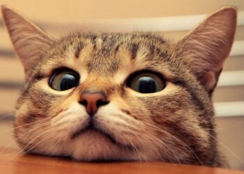 Kedi videosu izleyecek gönüllüler aranıyor