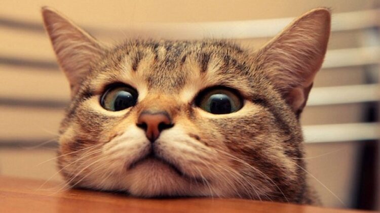 Kedi videosu izleyecek gönüllüler aranıyor
