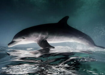 Bilim kadını, araştırma yaptığı yunusla cinsel ilişkiye girdiğini itiraf etti