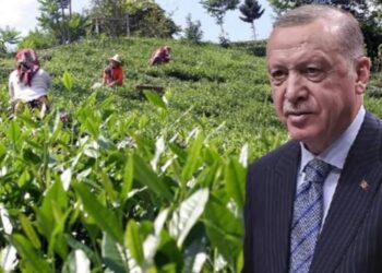 Erdoğan’ın ‘dikili ağacınız yok’ sözlerine CHP’den tepki: Yediğiniz lokmanın…