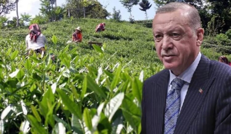 Erdoğan’ın ‘dikili ağacınız yok’ sözlerine CHP’den tepki: Yediğiniz lokmanın…