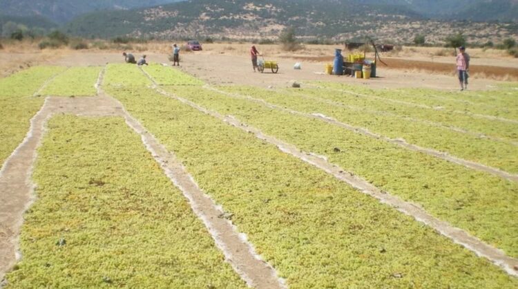 Tarımsal üretim enflasyonu en yüksek seviyede