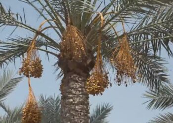 Hurma nasıl toplanır? Mısır’da ilk hasat başladı