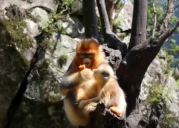 Çin’in kuzeybatısında altın kalkık burunlu maymunlar görüldü