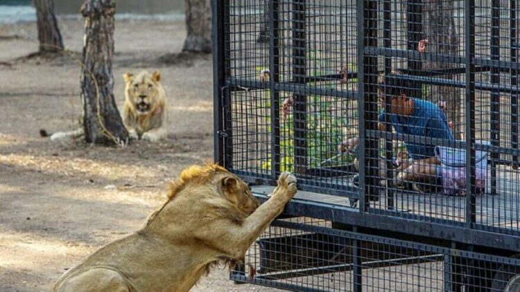 Antalya’da tepki çeken görüntü: Hayvanseverler ayaklandı