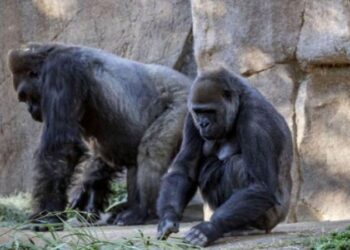 Hayvanat bahçesindeki 13 goril koronavirüse yakalandı