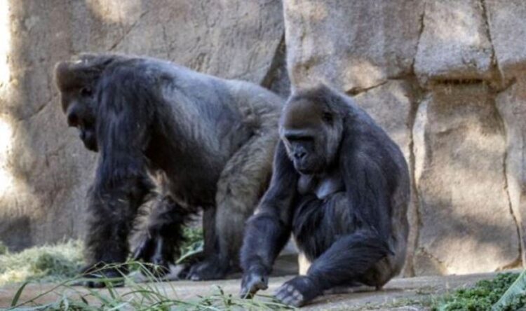 Hayvanat bahçesindeki 13 goril koronavirüse yakalandı