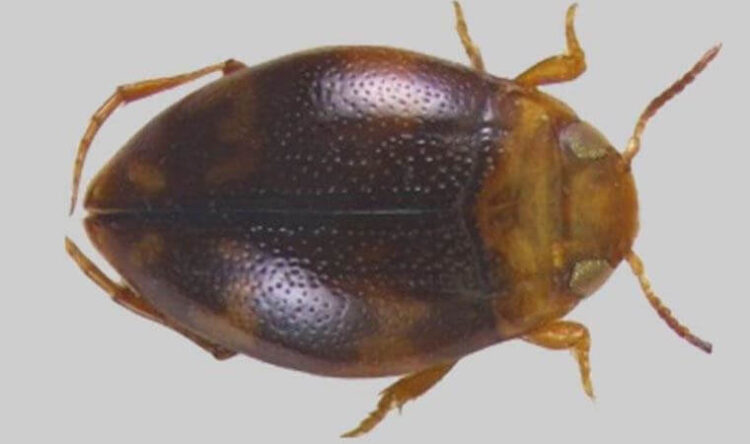 Adıyaman’da yeni bir böcek türü keşfedildi