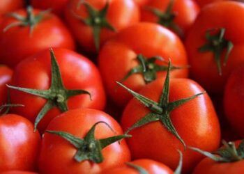 Rusya açıkladı: Türkiye’den gelen domateslerde virüs!