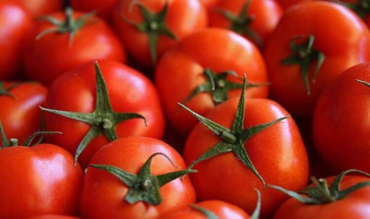 Rusya açıkladı: Türkiye’den gelen domateslerde virüs!