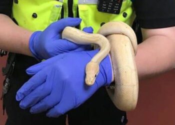 Yatak odalarında piton buldular