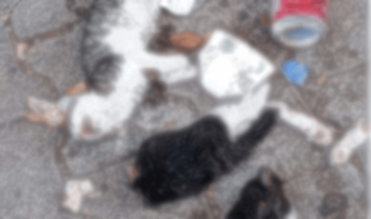 Yavru kedilere dehşeti yaşattılar: Birinin başını, diğerinin bacağını…