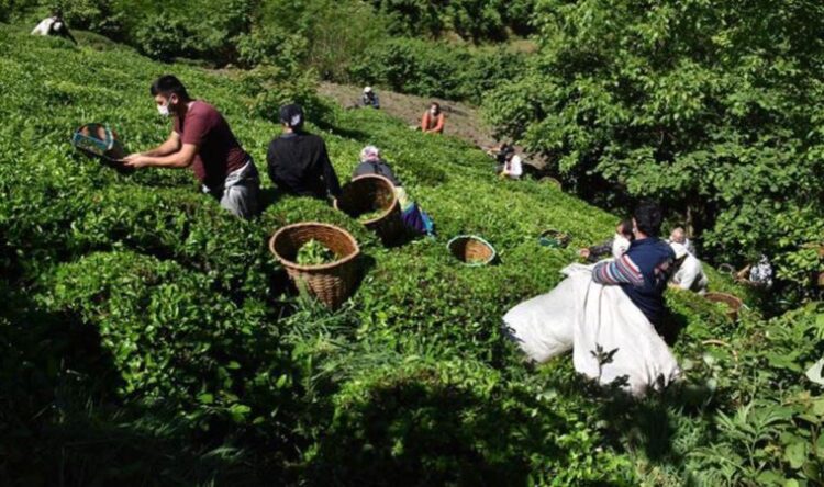 Üretici isyan etti: Bunun bedelini seçimde ödeyecekler