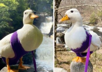 Fenomen ördek ayda 4 bin 500 dolar kazanıyor