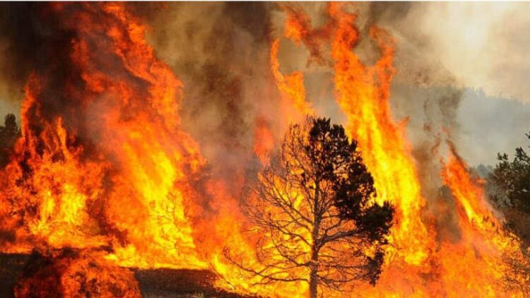 Sayıştay raporu: Orman yangınlarında ihmaller zinciri