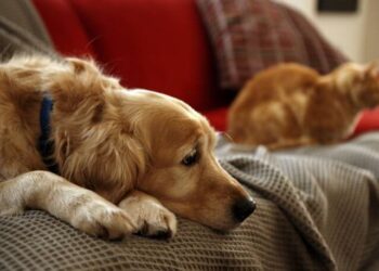 Evde hayvan besleyenlerin dikkat etmesi gereken 7 kural