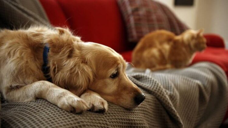 Evde hayvan besleyenlerin dikkat etmesi gereken 7 kural