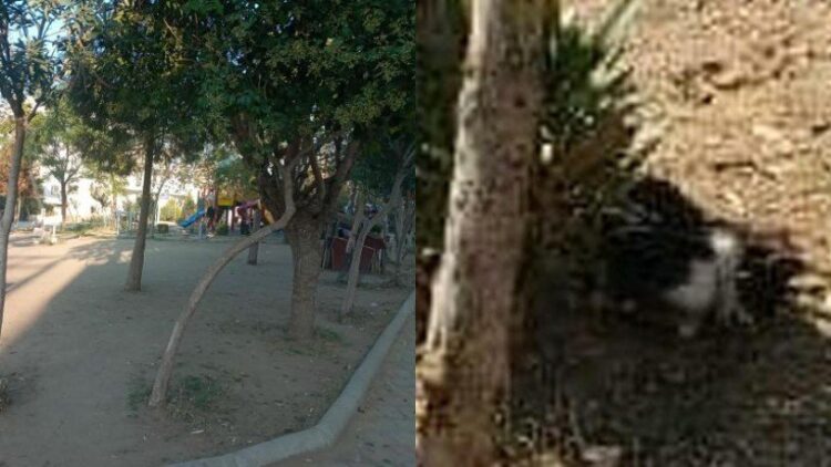 2 kedi ayakları kesilmiş halde ölü bulundu