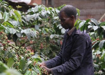 Tanzanya, kahve üretimini teşvik etmek için kahve festivali düzenliyor