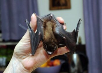 Laos’taki yarasalarda Kovid-19’un en yakın akrabası olan üç virüs tespit edildi