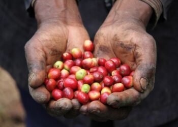 Tanzanya kahve üretimini artıracak