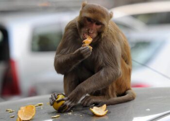 Hindistan’da bir maymun, triportör yolcusunun 12 bin lirasını çaldı