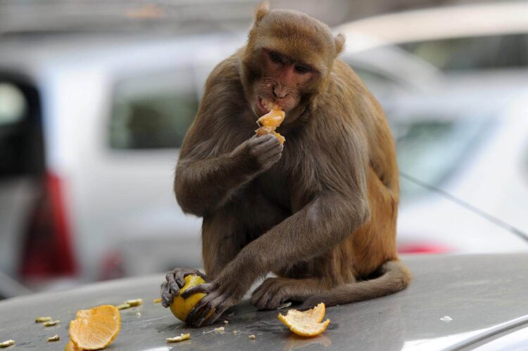 Hindistan’da bir maymun, triportör yolcusunun 12 bin lirasını çaldı