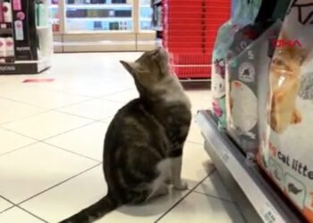 Dilenci kedi fenomen oldu