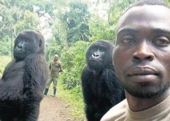 ‘Selfie yıldızı’ goril Ndakasi, bakıcısının kollarında öldü