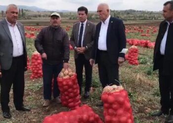 Soğan tarlada kaldı: 80 kuruş ama 40 kuruşa satılmıyor