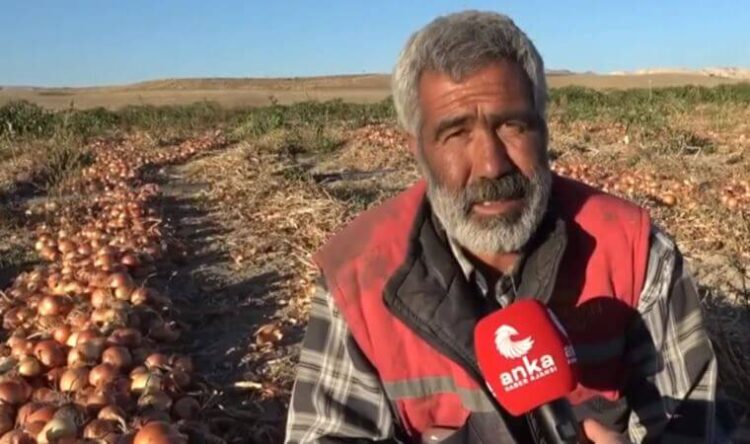 Çiftçinin isyanı: 1 TL’ye üretip 30 kuruşa satıyor