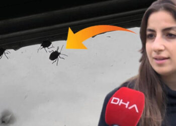 İstanbul’un yeni kabusu: Arı gibi ses çıkarıyor, çok pis kokuyor