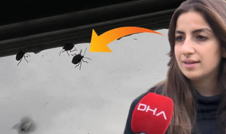 İstanbul’un yeni kabusu: Arı gibi ses çıkarıyor, çok pis kokuyor