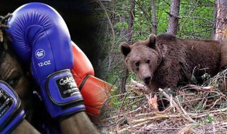 Kan dondurdu: Ayıyla dövüşen boksörün durumu kritik