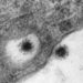 Koronavirüsün Delta Plus mutasyonu görüntülendi