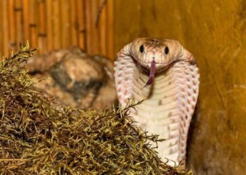 Eşini öldürmek için ‘kobra yılanı’ kiraladı