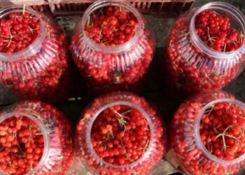 Bir haftada 300 kilo sattı