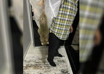 İstanbul’da ‘kedi büyüklüğünde’ fare kabusu